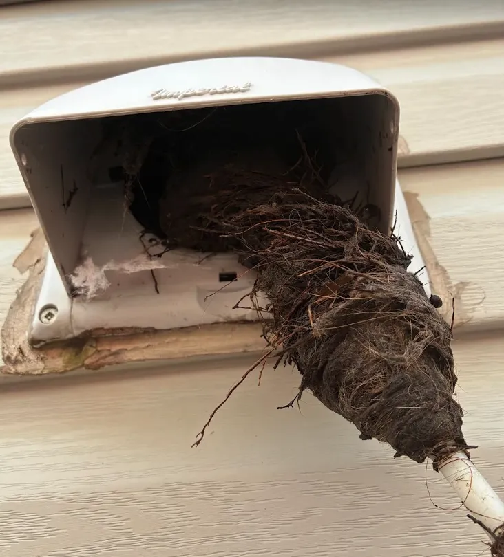 A bird's nest pulled out of an exterior dryer vent hood